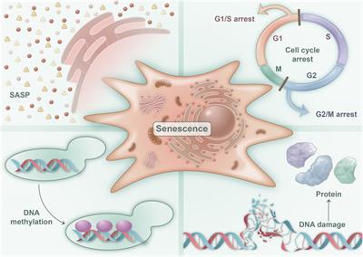 The role of cellular senescence in metabolic diseases and the potential for senotherapeutic interventions